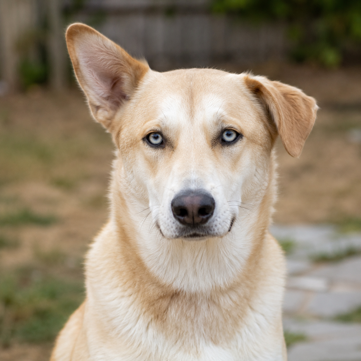 Rescue dog